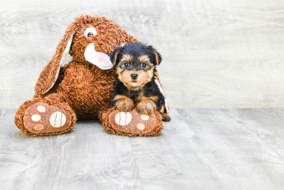 Meet Beckham - our Yorkshire Terrier Puppy Photo 