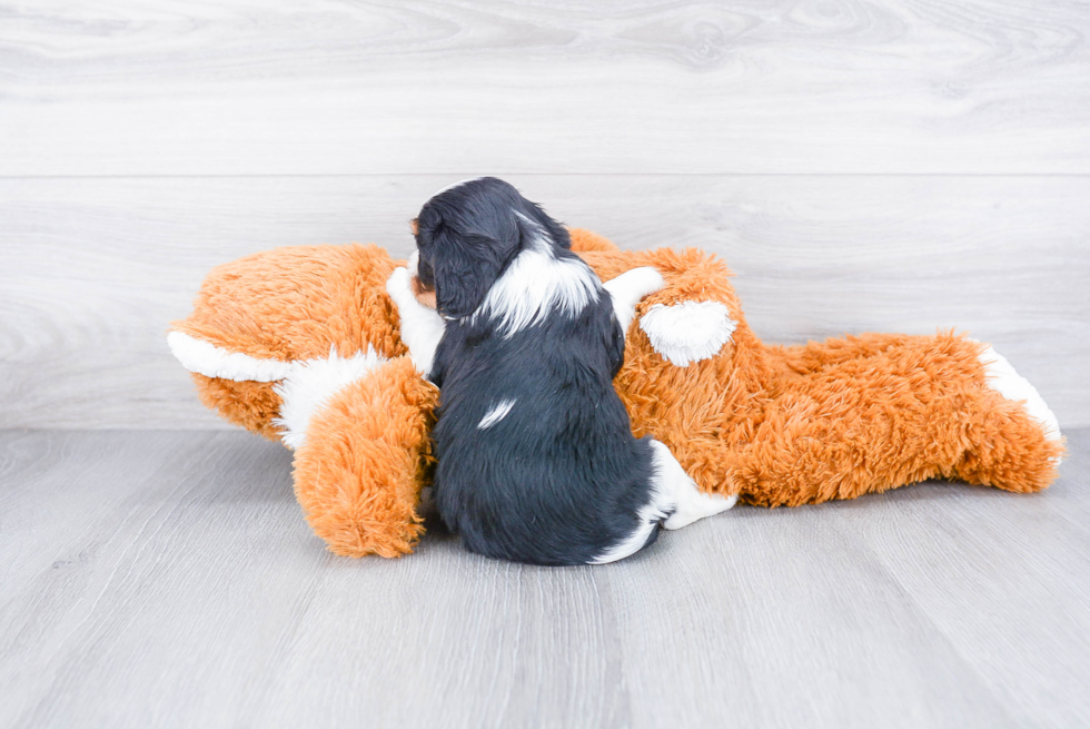 Cavalier King Charles Spaniel Puppy for Adoption