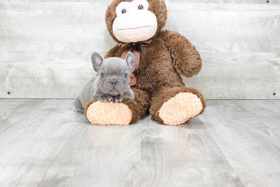 Playful French Bulldog Baby