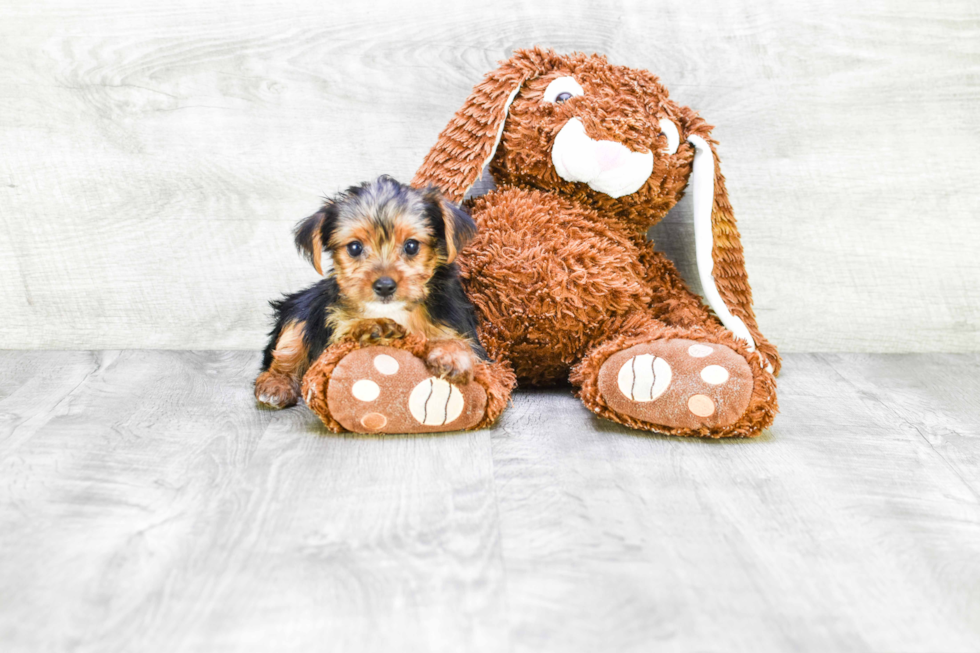 Meet Beyonce - our Yorkshire Terrier Puppy Photo 