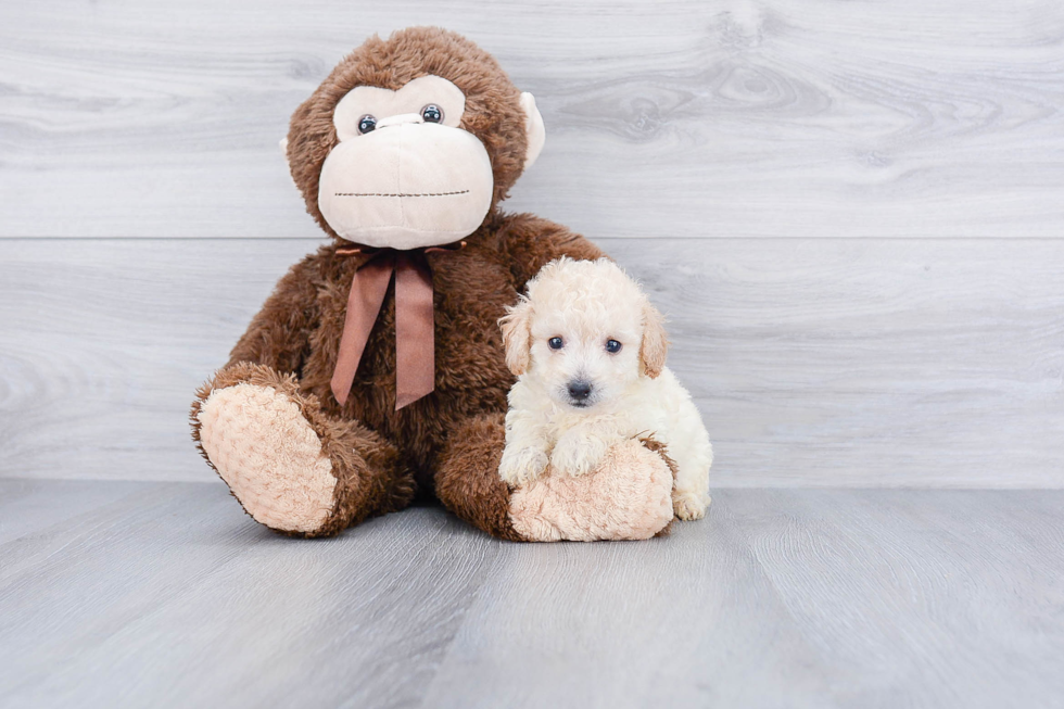 Maltipoo Pup Being Cute