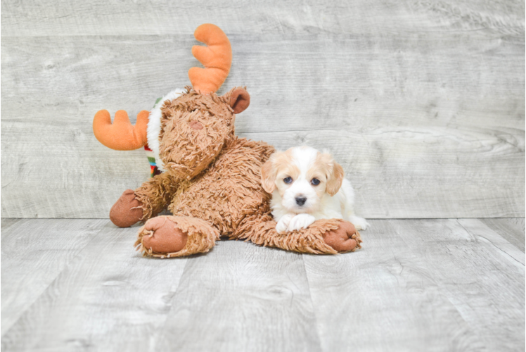 Small Cavachon Baby