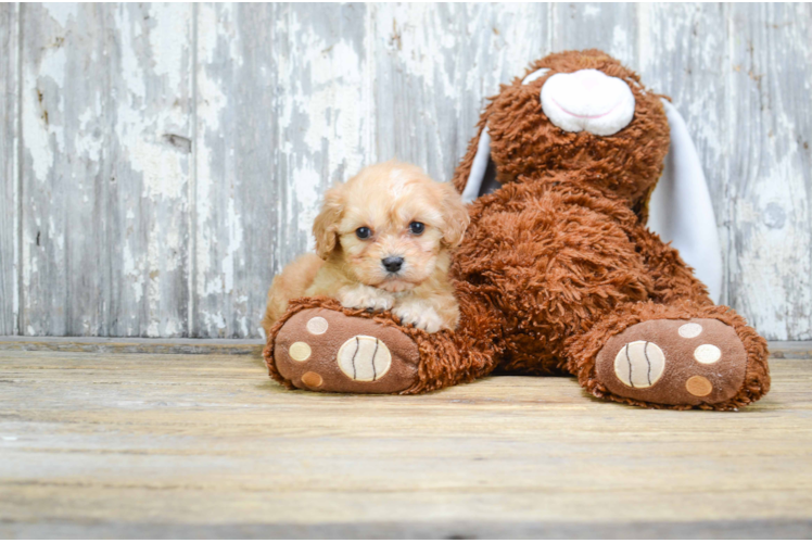 Adorable Cavalier Designer Puppy