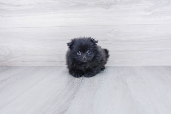 Adorable Pomeranian Purebred Puppy