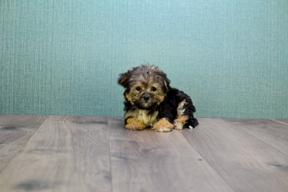 Morkie Pup Being Cute