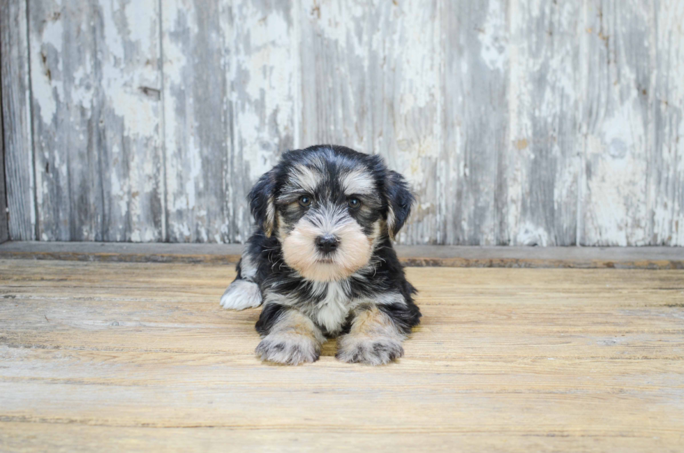 Smart Morkie Designer Pup