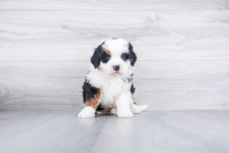 Mini Bernedoodle Pup Being Cute