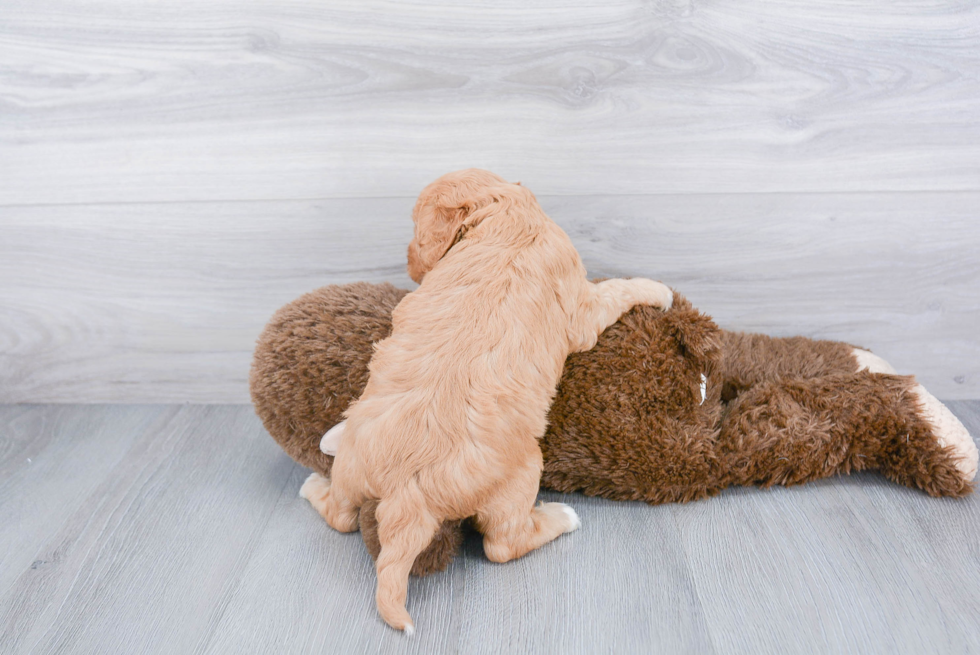 Cavapoo Pup Being Cute