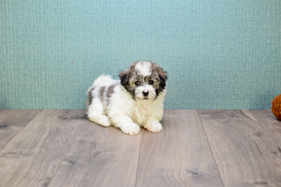 Smart Havanese Purebred Puppy