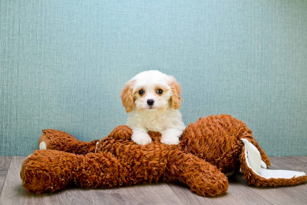 Cavachon Pup Being Cute