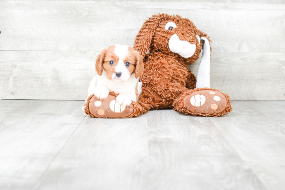 Cavalier King Charles Spaniel Pup Being Cute