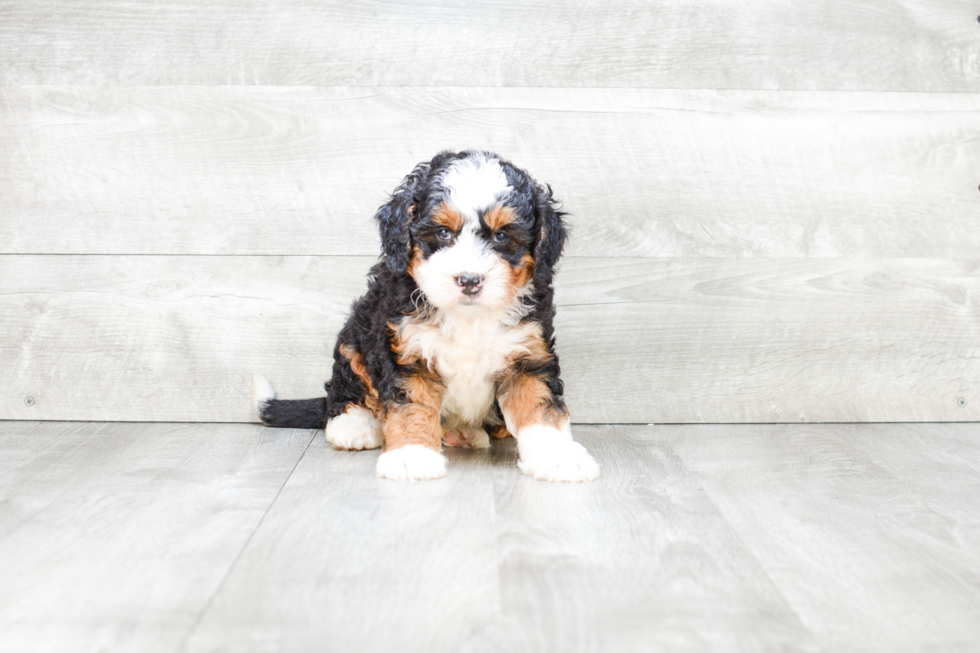 Mini Bernedoodle Puppy for Adoption