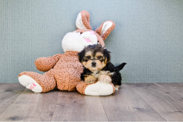 Best Morkie Baby