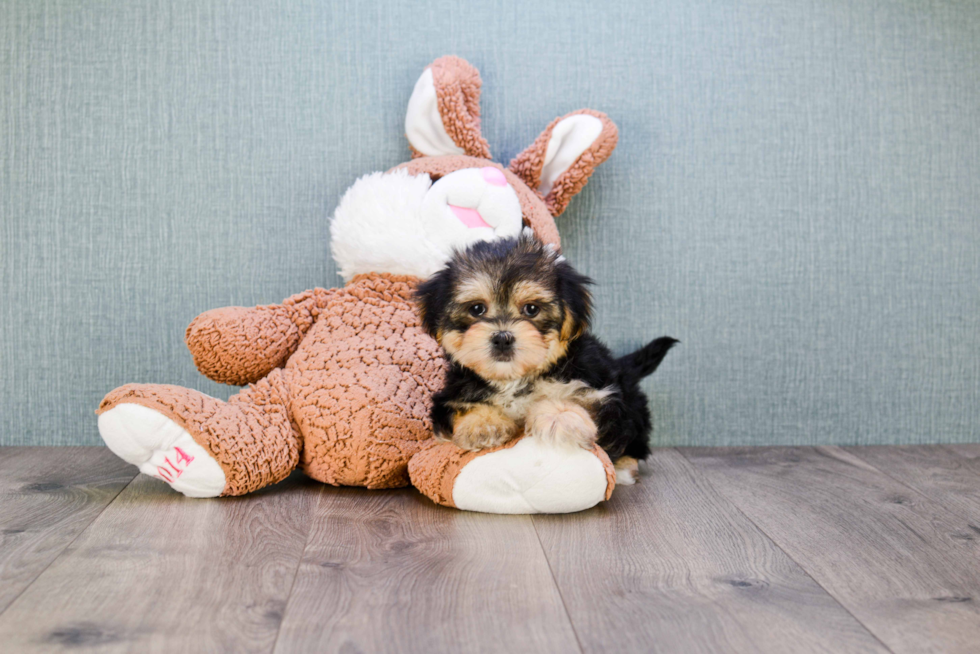 Best Morkie Baby