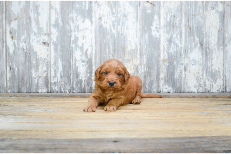 Mini Goldendoodle Puppy for Adoption