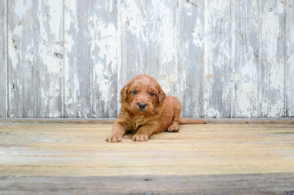 Mini Goldendoodle Puppy for Adoption