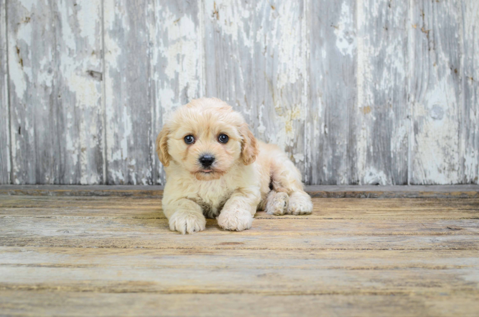 Adorable Cavalier Designer Puppy