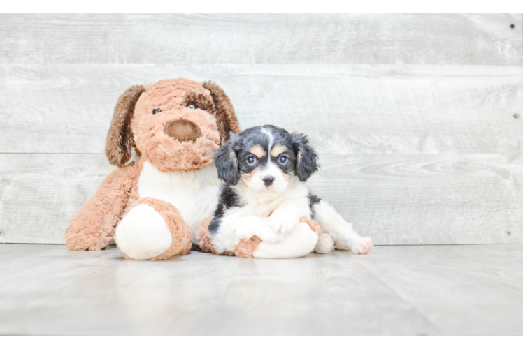 Cavachon Pup Being Cute