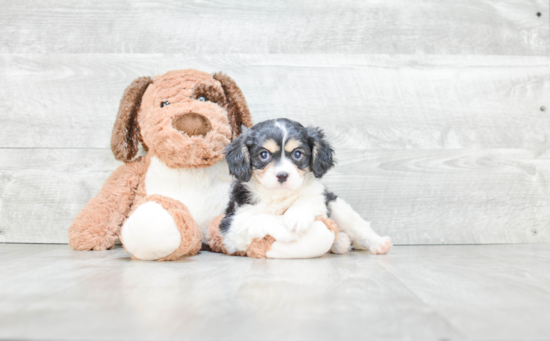 Cavachon Pup Being Cute