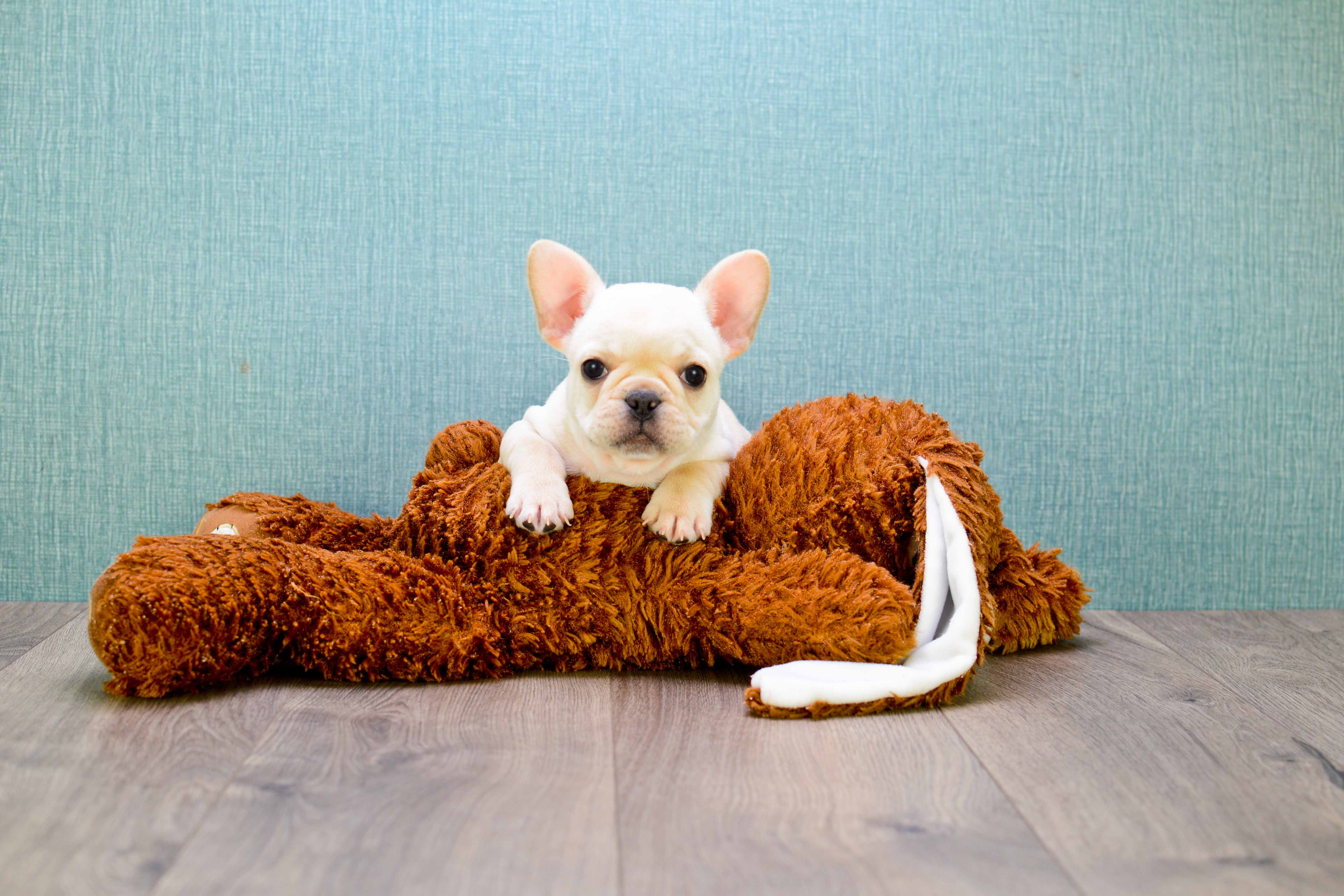 Best French Bulldog Baby