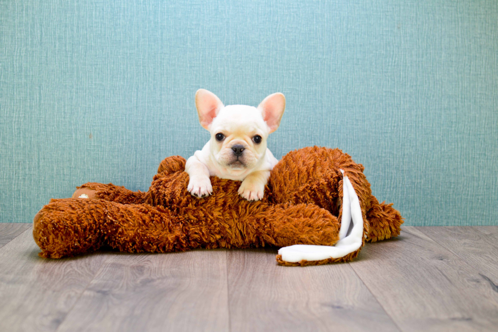 Best French Bulldog Baby