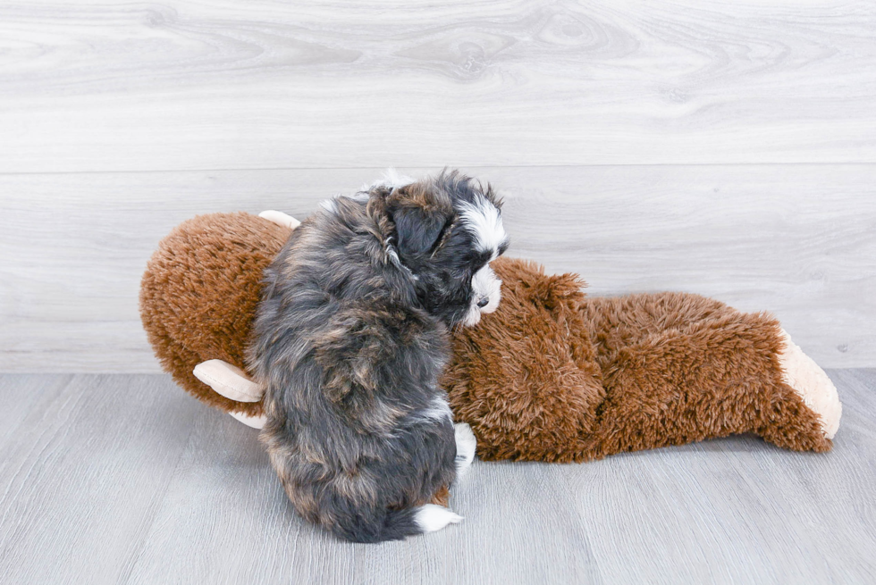 Little Havanese Purebred Pup