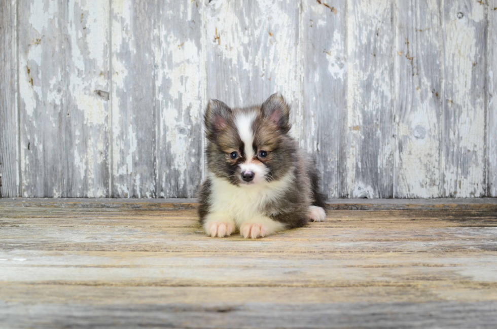 Pomsky Puppy for Adoption