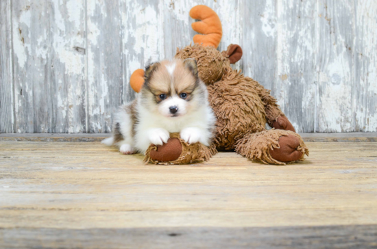 Funny Pomeranian Purebred Pup