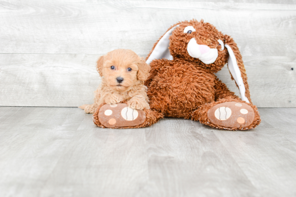 Little Cavoodle Poodle Mix Puppy