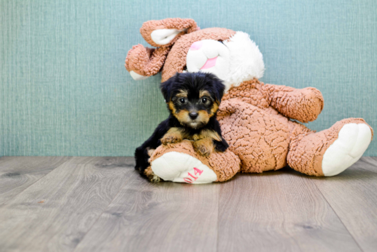 Friendly Morkie Baby