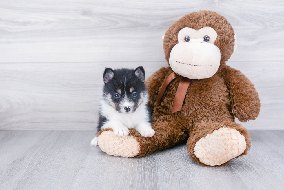 Pomsky Pup Being Cute