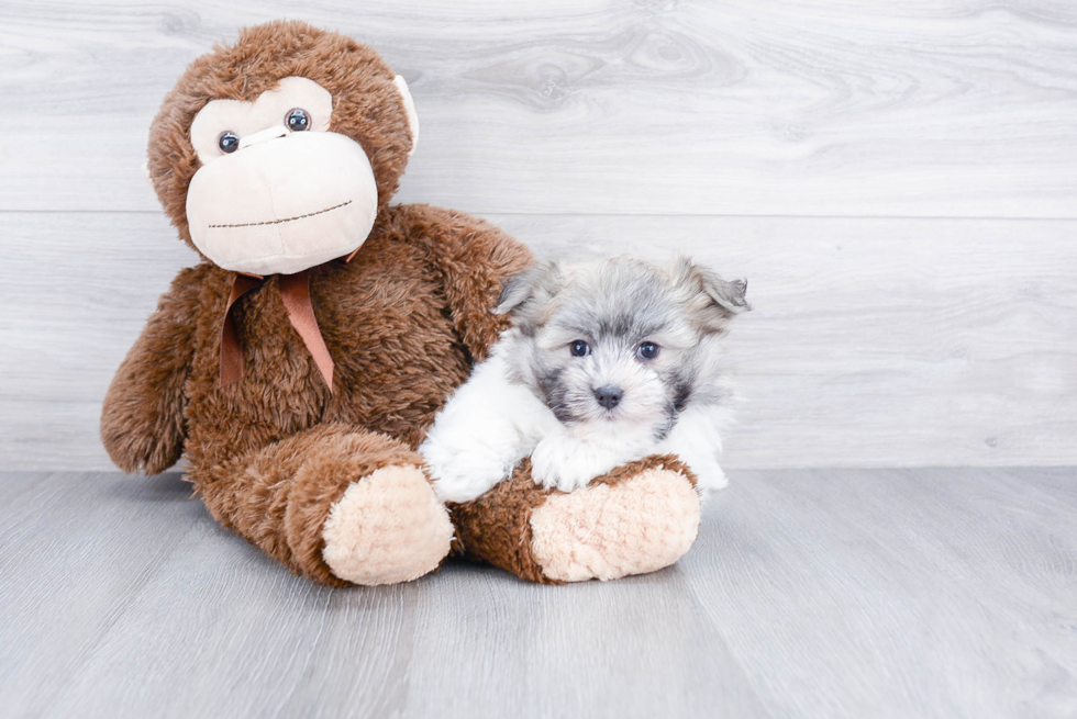 Maltipoo Pup Being Cute