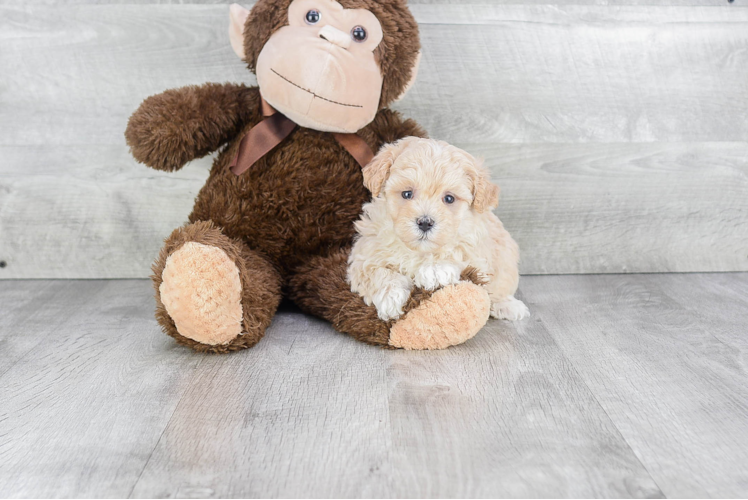 Maltipoo Pup Being Cute