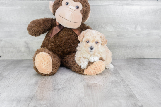 Maltipoo Pup Being Cute