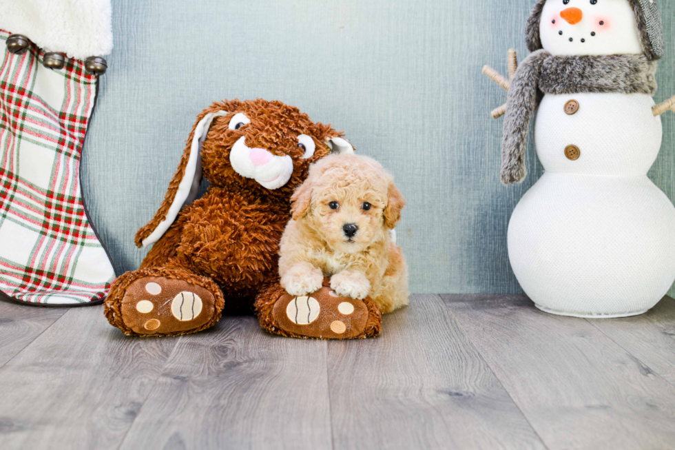 Happy Maltipoo Baby