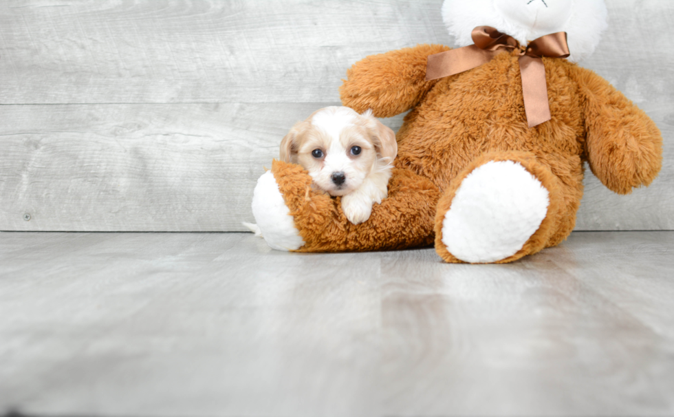 Best Cavachon Baby