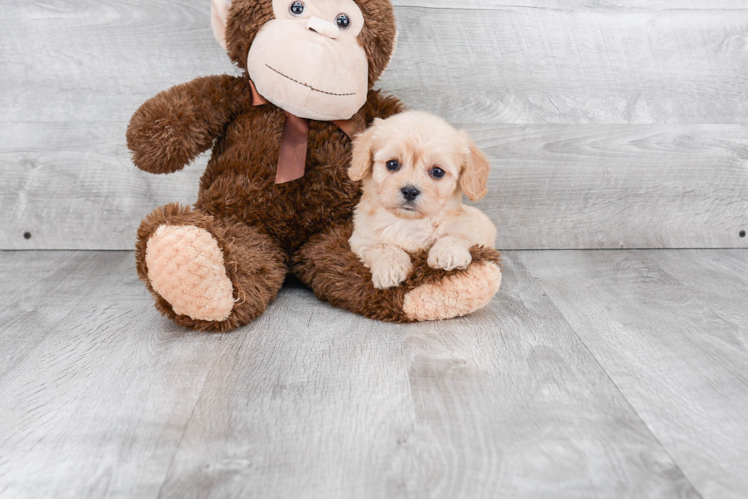 Friendly Cavachon Baby