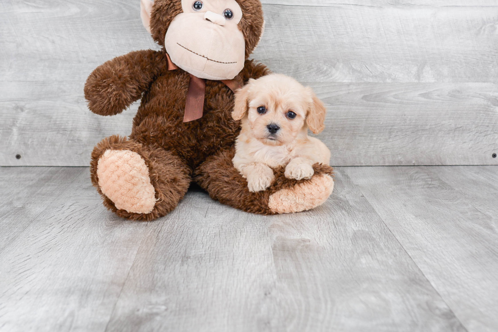 Friendly Cavachon Baby