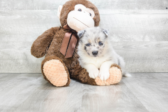 Pomsky Puppy for Adoption