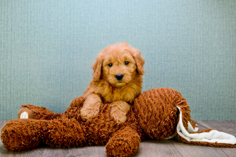 Happy Mini Goldendoodle Baby