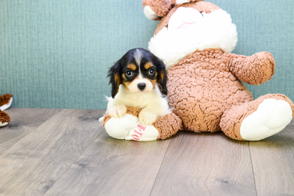 Cavalier King Charles Spaniel Pup Being Cute