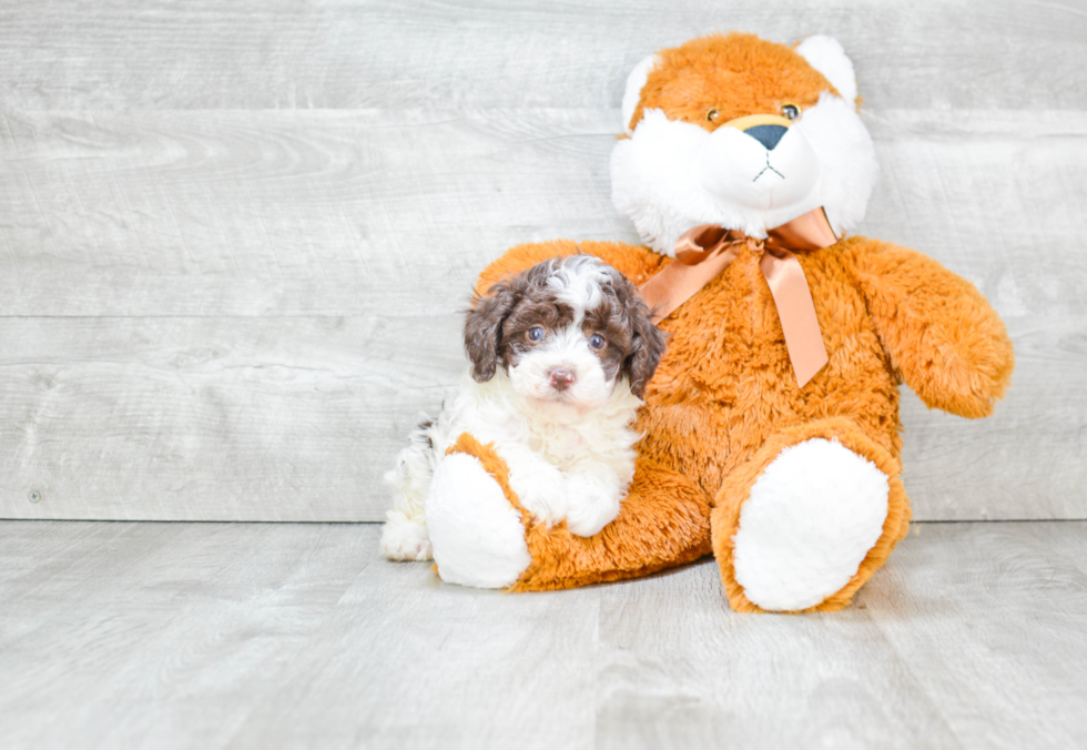 Funny Poodle Purebred Pup