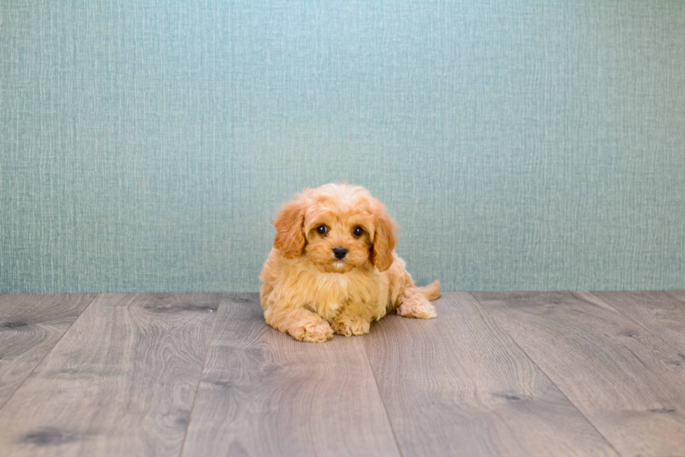 Cavapoo Puppy for Adoption