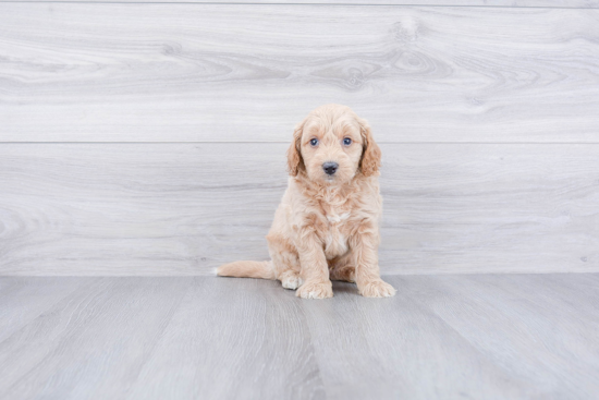 Mini Goldendoodle Puppy for Adoption