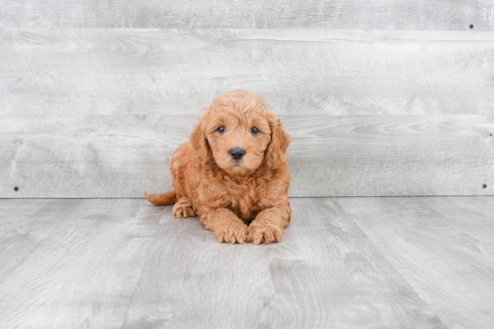 Best Mini Goldendoodle Baby