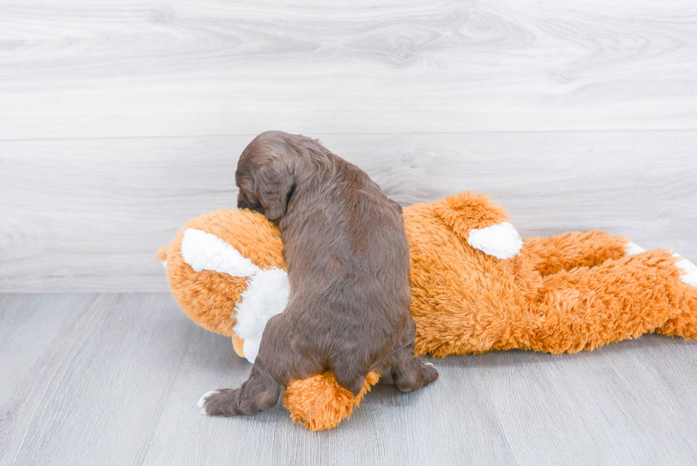 Best Cockapoo Baby