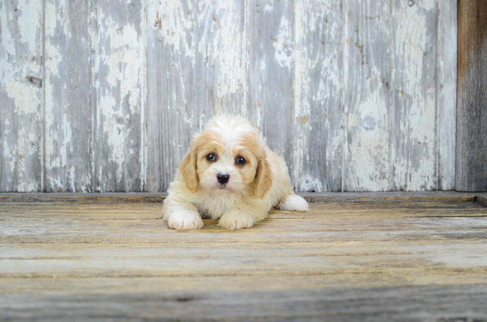 Cavachon Pup Being Cute