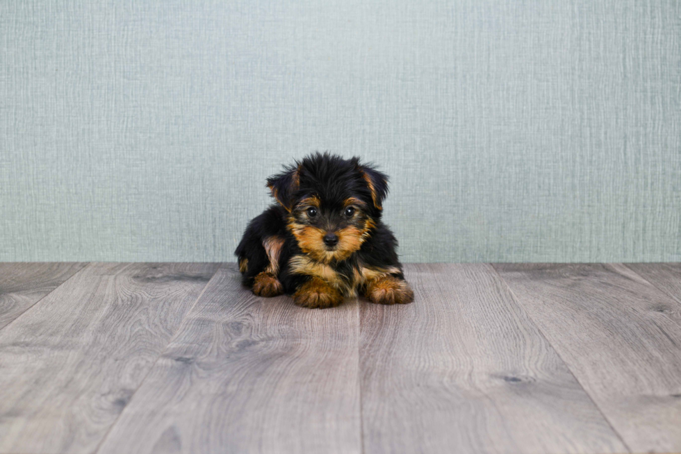 Meet Timmy - our Yorkshire Terrier Puppy Photo 