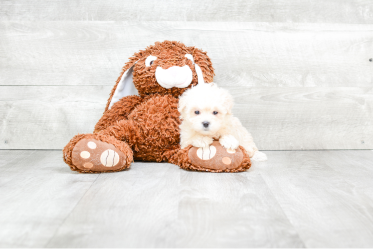 Friendly Maltipoo Baby