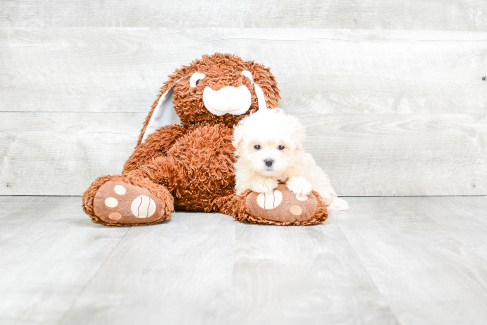 Friendly Maltipoo Baby